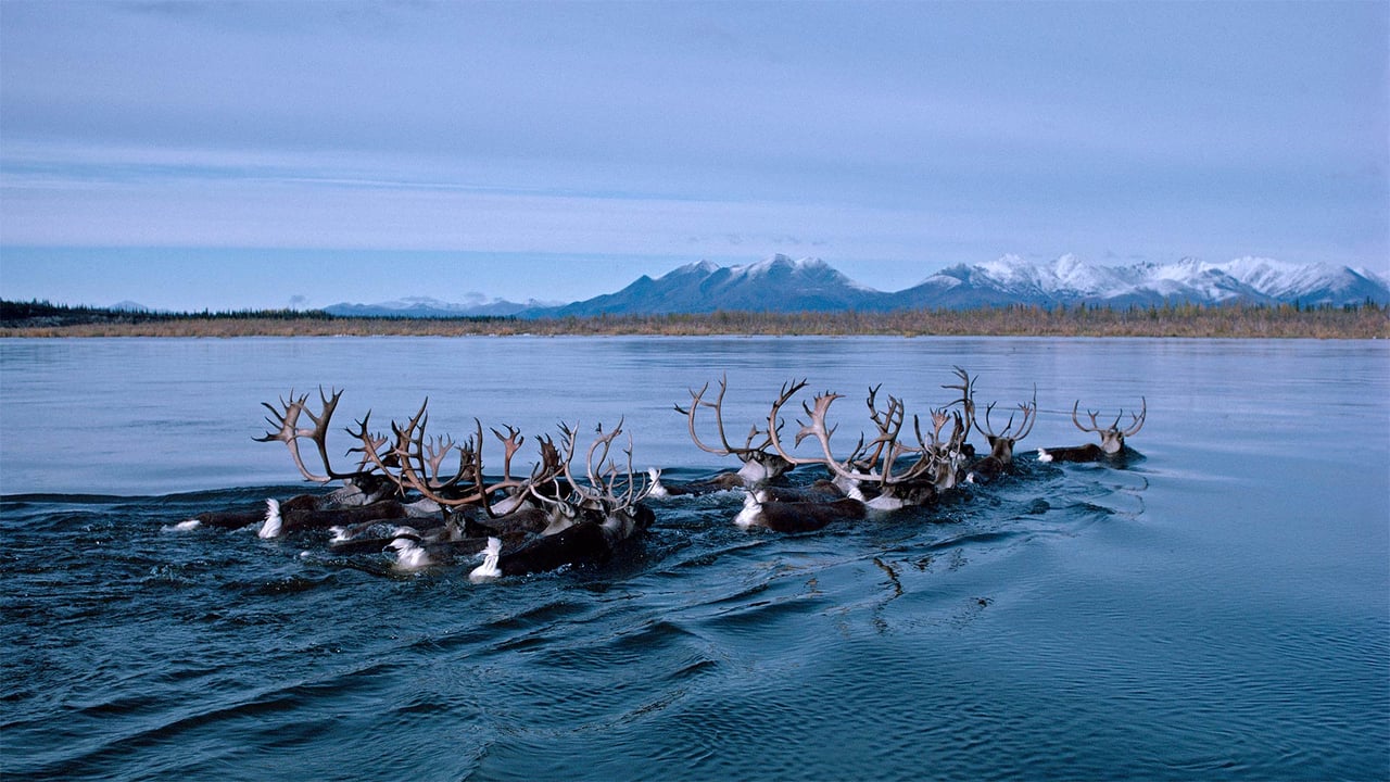 Caribou swimming across Alaska's Kobuk River during fall migration (© Michio Hoshino/Minden Pictures)