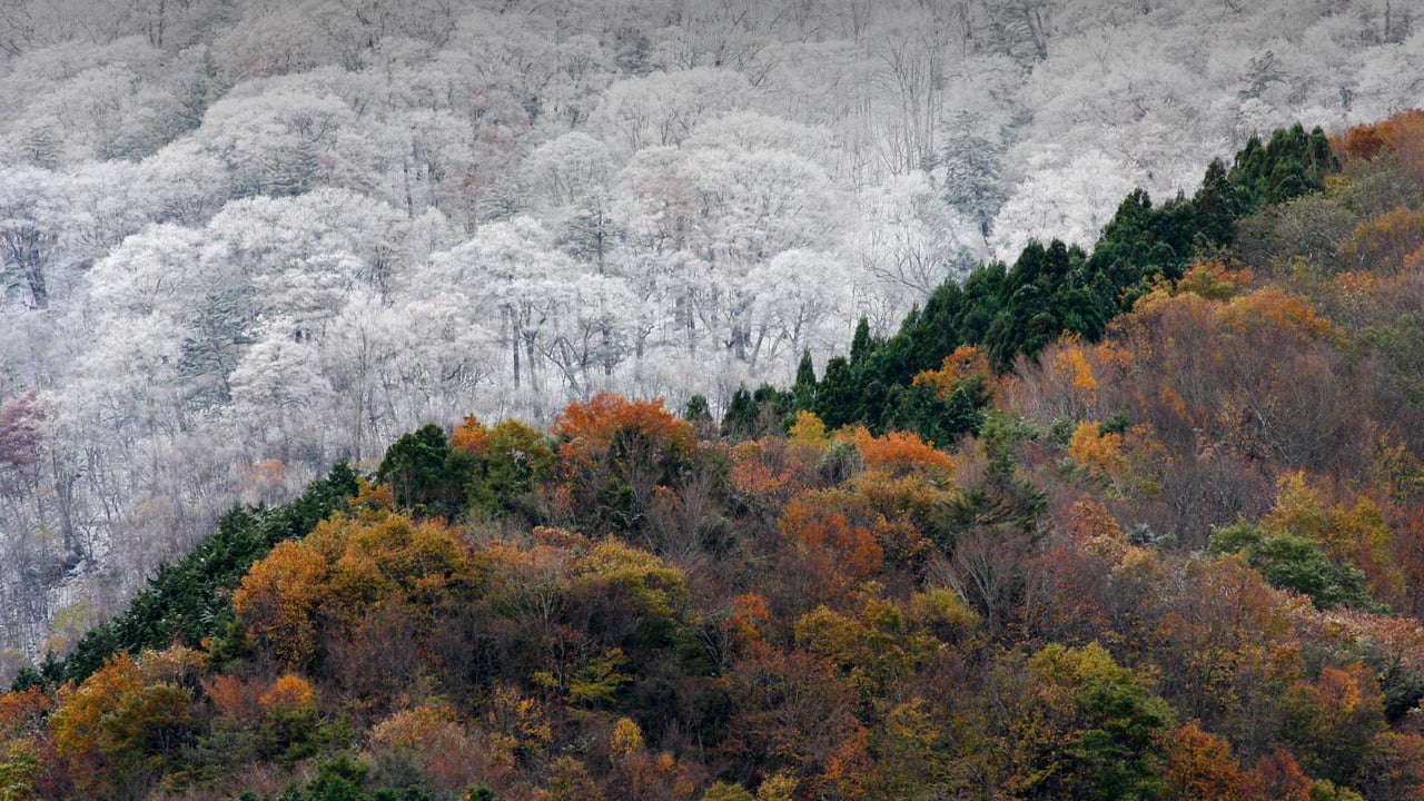 Early snowfall meets the last of the autumn colors, Japan (© SpontaneousPictures/iStock/Getty Images Plus)