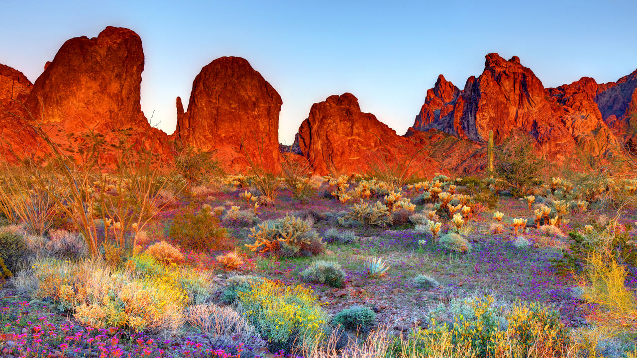 Refuge faunique national de Kofa, Arizona, États-Unis (© Denis Tangney Jr/Getty Images)