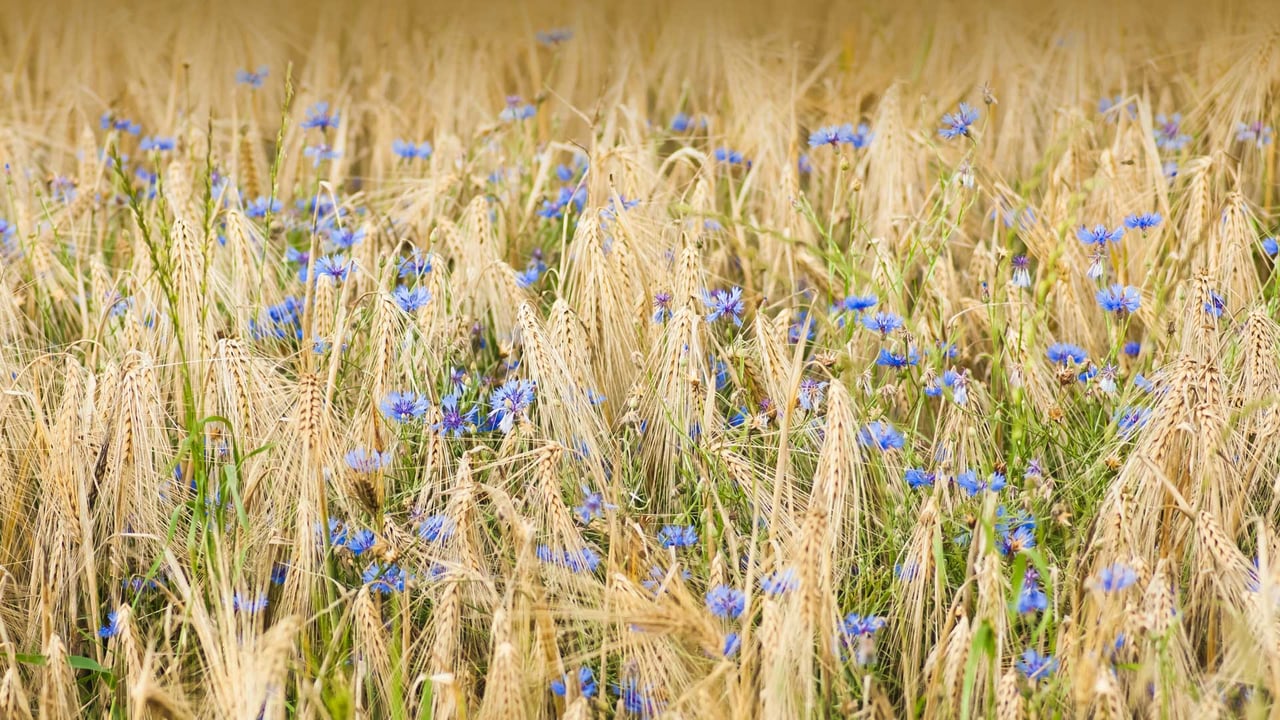 Barley and cornflowers, Nordhausen, Germany (© Mandy Tabatt/Getty Images)