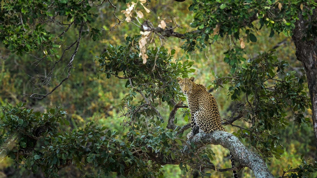 Leopard in a tree, Kruger National Park, South Africa (© Tonino De Marco/Minden Pictures)