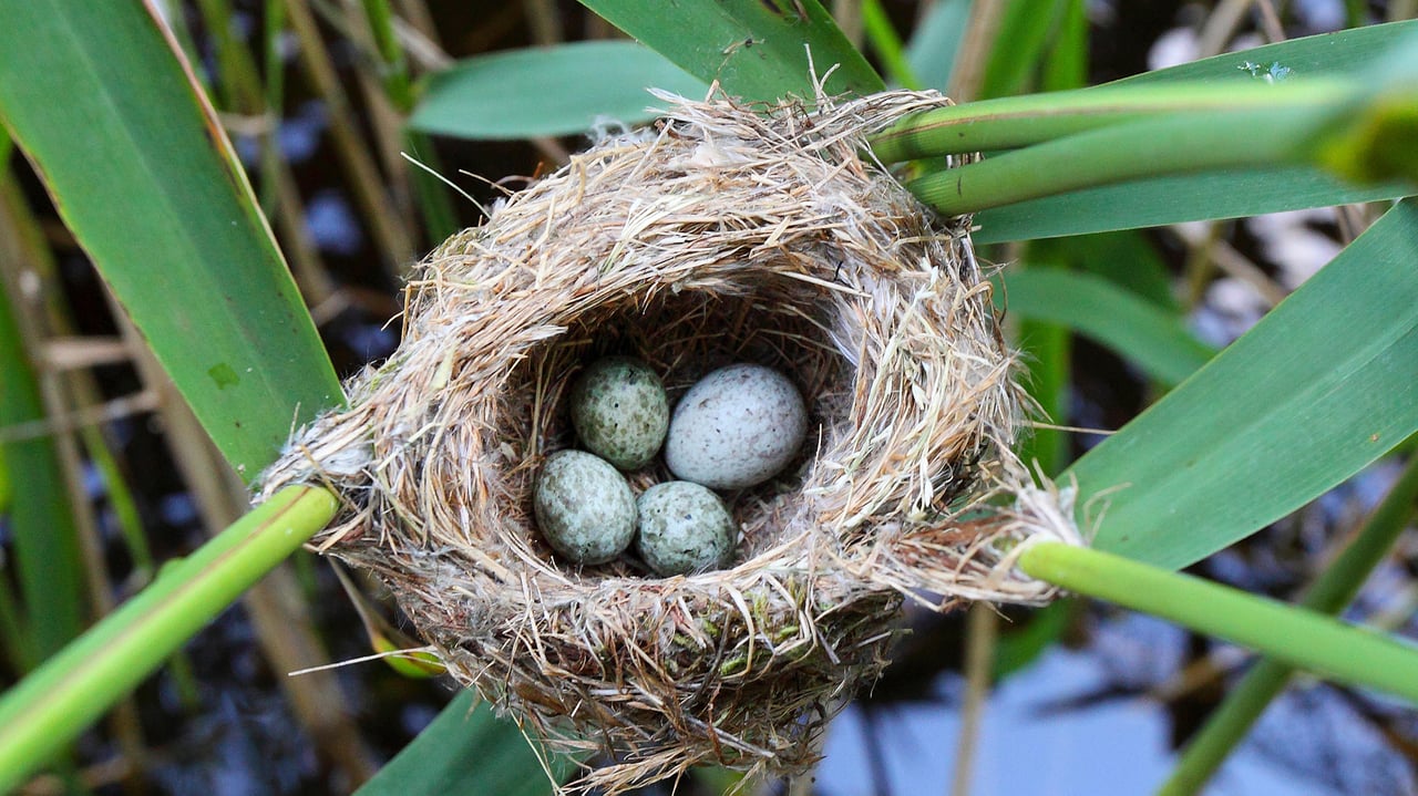 Kuckucksei im Nest eines Teichrohrsängers, Deutschland (© blickwinkel/Alamy Stock Photo)