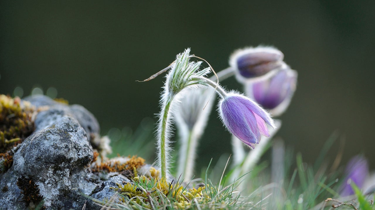 Pasque flower, Upper Palatinate, Bavaria, Germany (© Design Pics/Alamy)