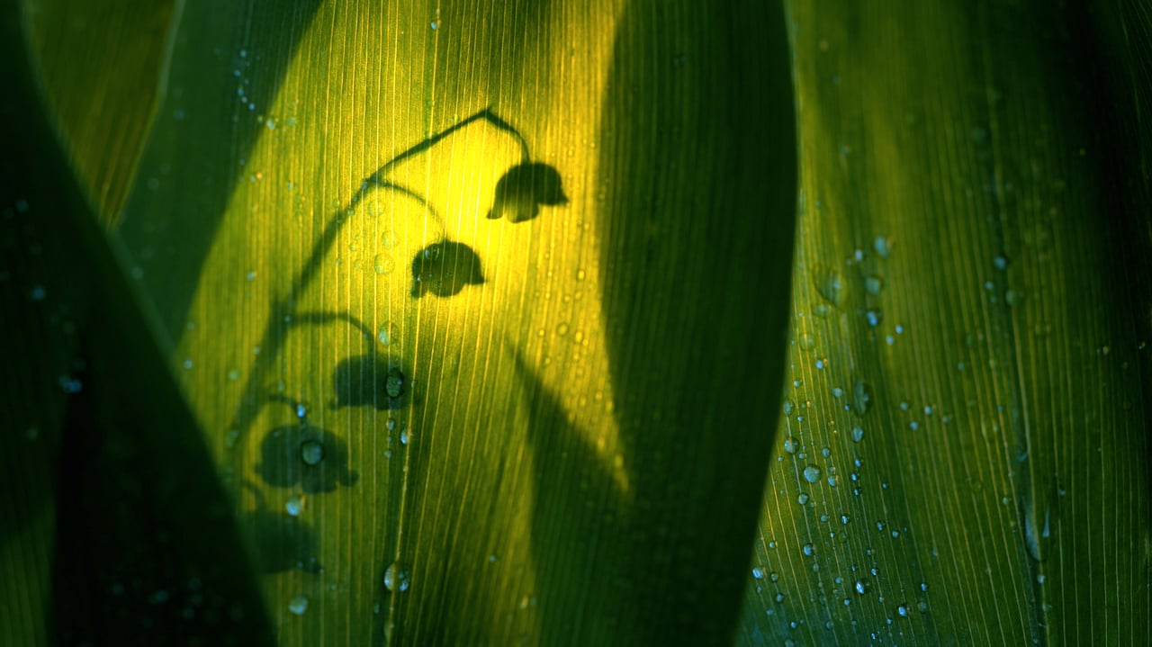 Silhouette de muguet (© Roine Magnusson/Getty Images)