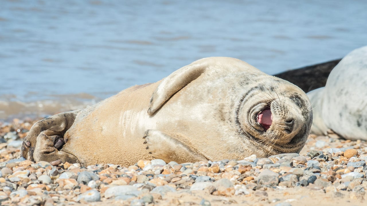 Grey seal with laughing expression on a stony beach in Norfolk, England (© the_guitar_mann/iStock/Getty Images Plus/Getty Images)