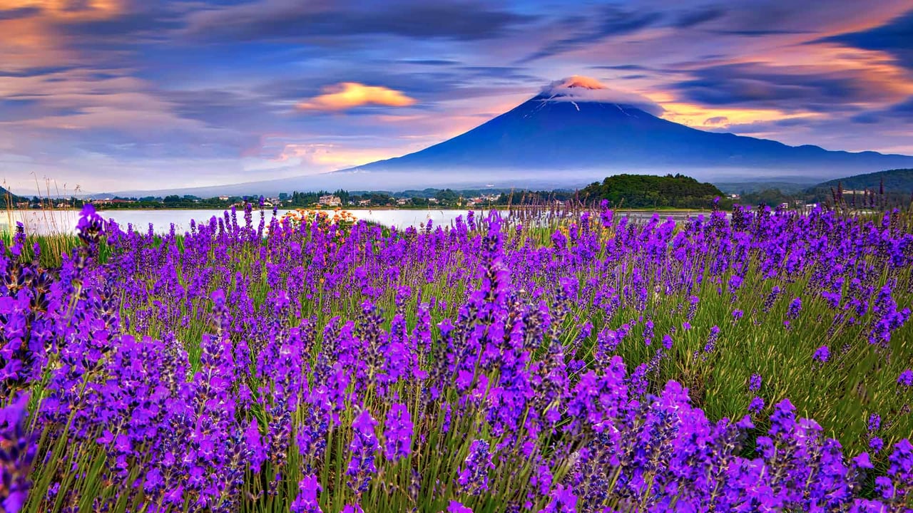 湖畔に咲き誇るラベンダーと富士山, 河口湖 (© DoctorEgg/Getty Images)
