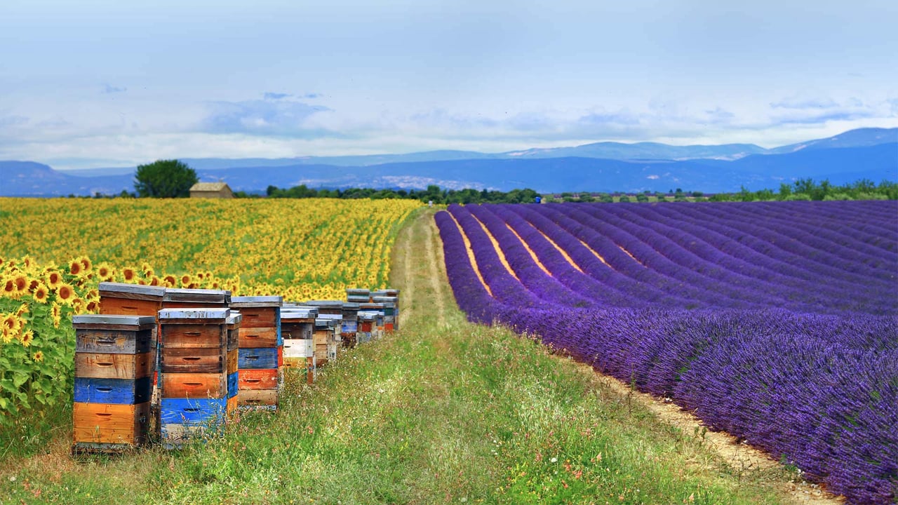 Fields of lavender and sunflowers with beehives in Provence, France (© leoks/Shutterstock)