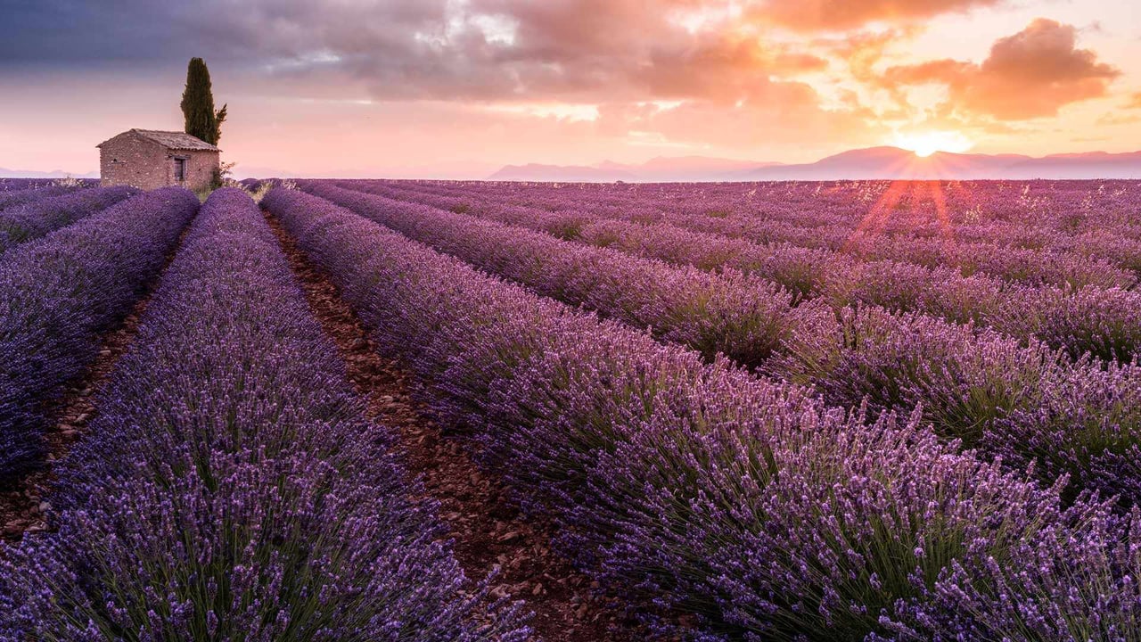 Champ de lavande sur le plateau de Valensole au lever du jour, Alpes-de-Haute-Provence (© Francesco Riccardo Iacomino/Getty Images)