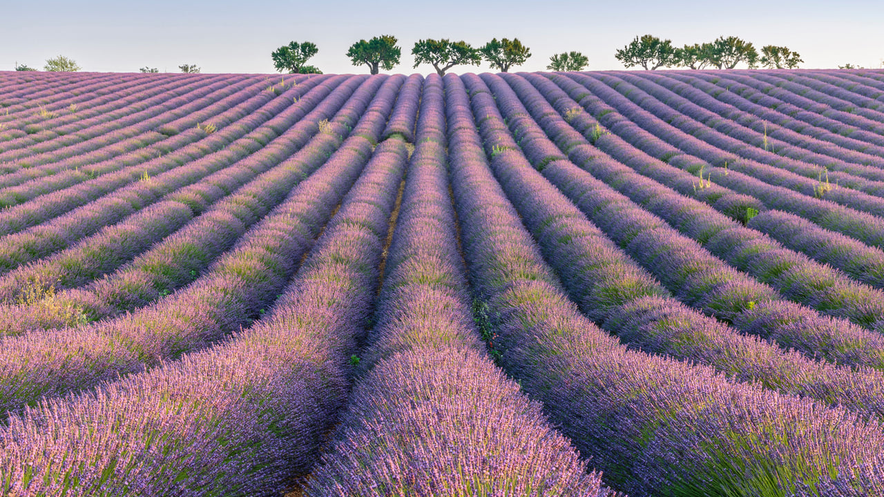 Lavender rows, Plateau de Valensole, Provence, France (© Robert Harding/Shutterstock)