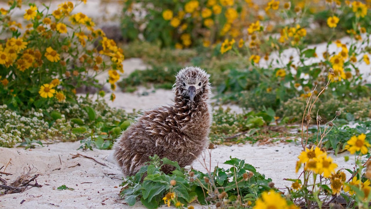 Laysan albatross chick on Midway Atoll, Hawaiian Leeward Islands (© Jaymi Heimbuch/Minden Pictures)