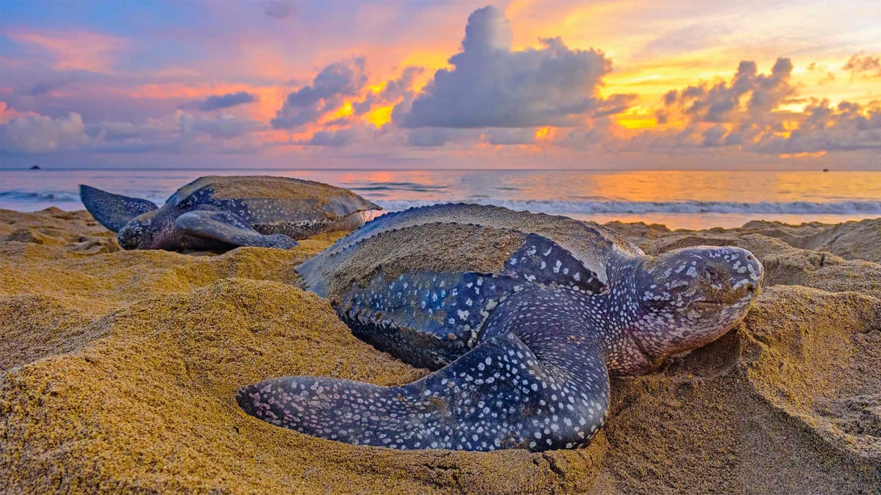Leatherback sea turtles in Trinidad and Tobago (© Shane P. White/Minden Pictures)