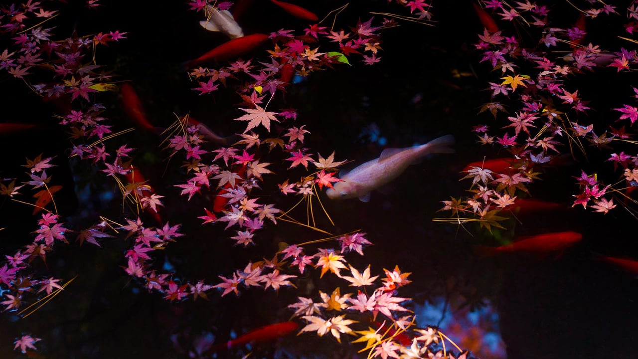 Autumn leaves and goldfish in Tokyo, Japan (© qrsk/Moment/Getty Images)