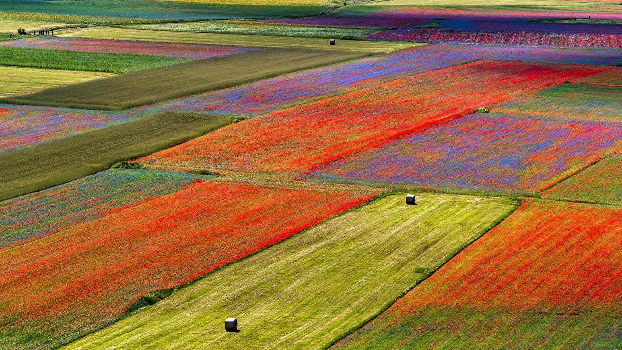 Lenticchie in fiore, Castelluccio di Norcia, Perugia, Umbria (© Rudolf Ernst/iStock/Getty Images)