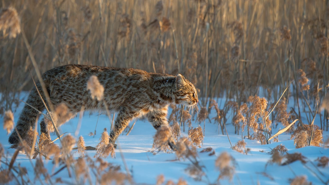 Chat-léopard de l’Amour, Russie (© Valeriy Maleev/naturepl.com)