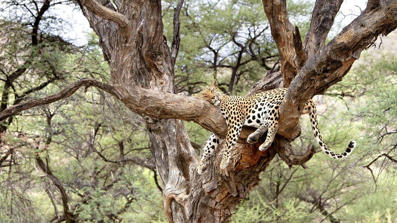Leopard snoozing in a tree in Namibia for National Napping Day (© M. Watsonantheo/SuperStock)