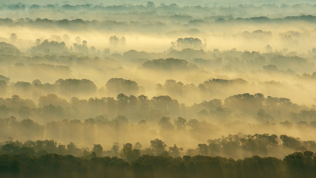 Forêt de Letea, Delta du Danube, Roumanie (© Wild Wonders of Europe/Widstrand/Nature Picture Library)