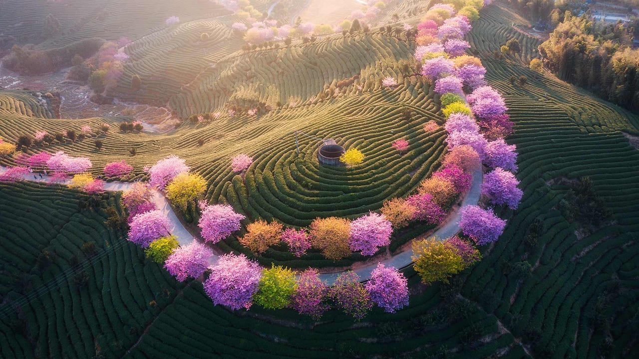 永福樱花园，福建省龙岩市, 中国 (© SEN LI/Getty Images)