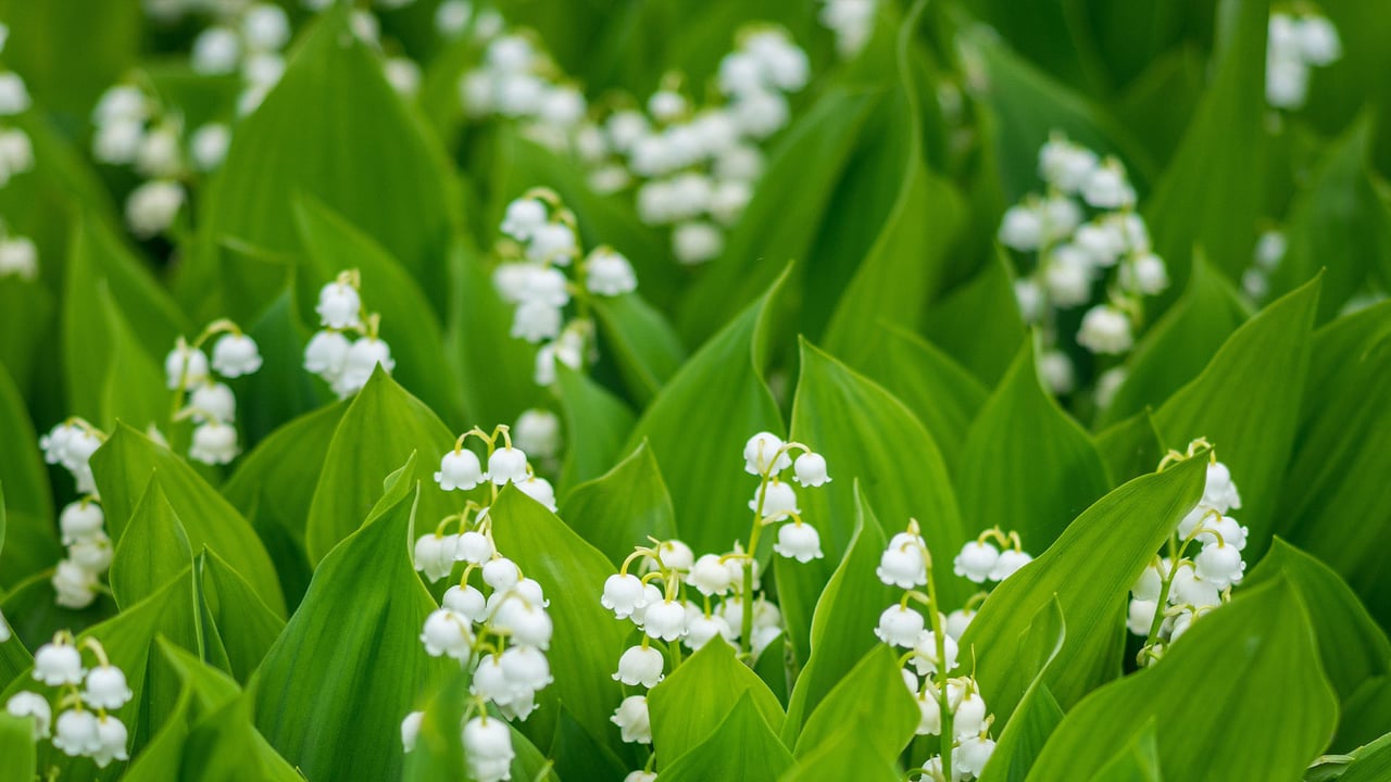 Muguet de mai en fleurs (© shapencolour/Alamy Stock Photo)