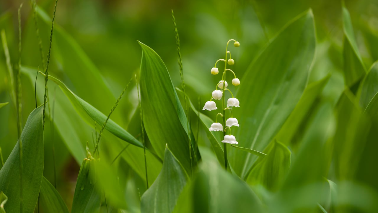 Brin de muguet, Ukraine (© tomch/Getty Images Plus)