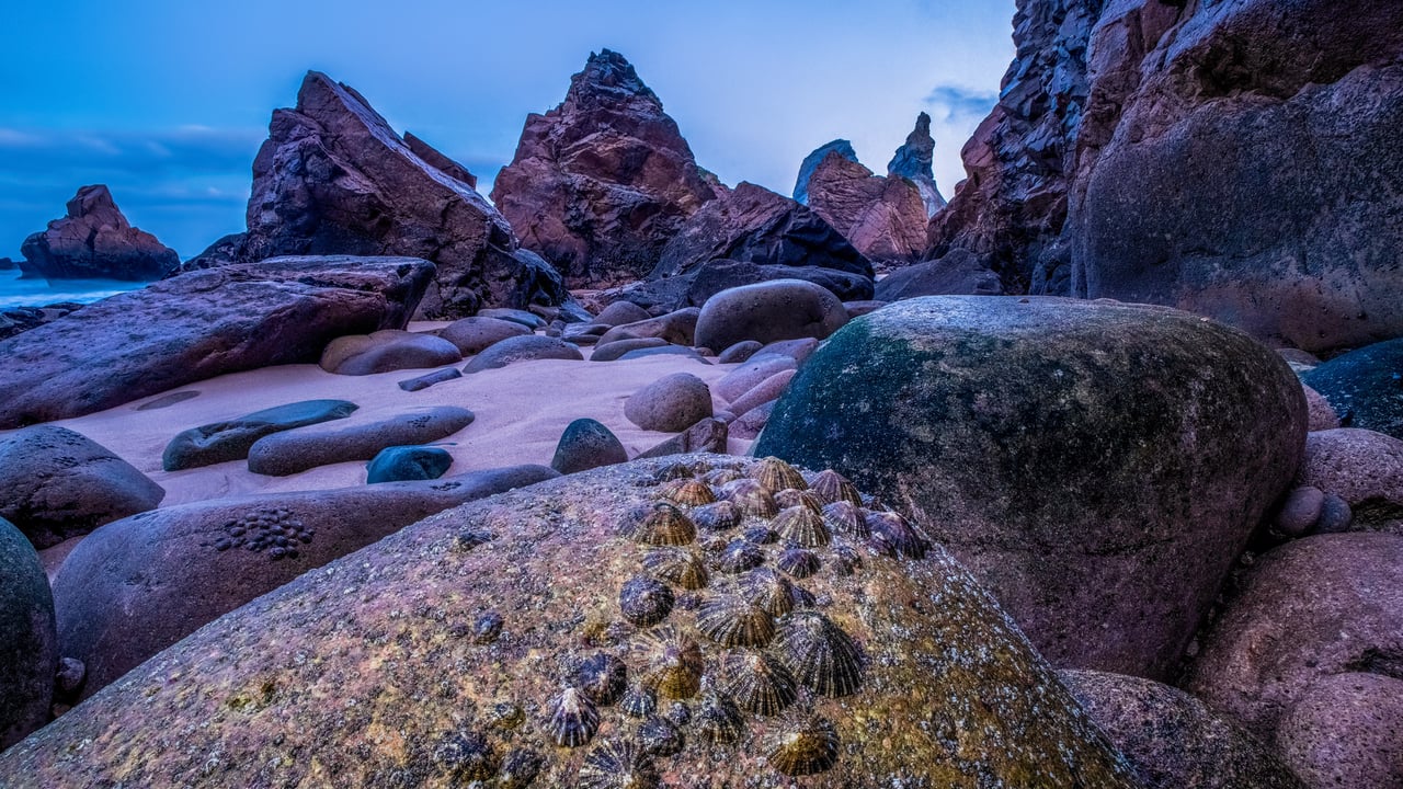 Limpets exposed at low tide on the coast of Praia da Ursa, Portugal (© Theo Bosboom/Nature Picture Library)