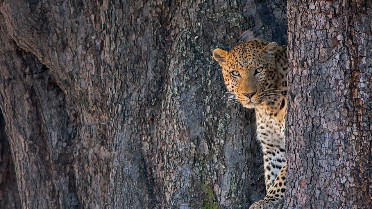 Male leopard in Linyanti Wildlife Reserve, Botswana (© Karine Aigner/Tandem Stills + Motion)