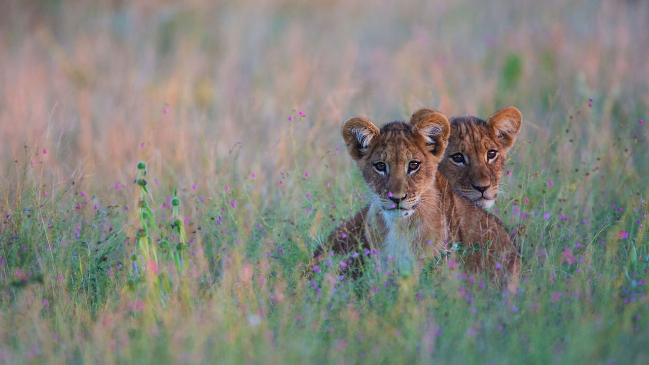 Lion cubs hiding in tall grass in the Kalahari Desert region of Botswana (© Jami Tarris/Getty Images)