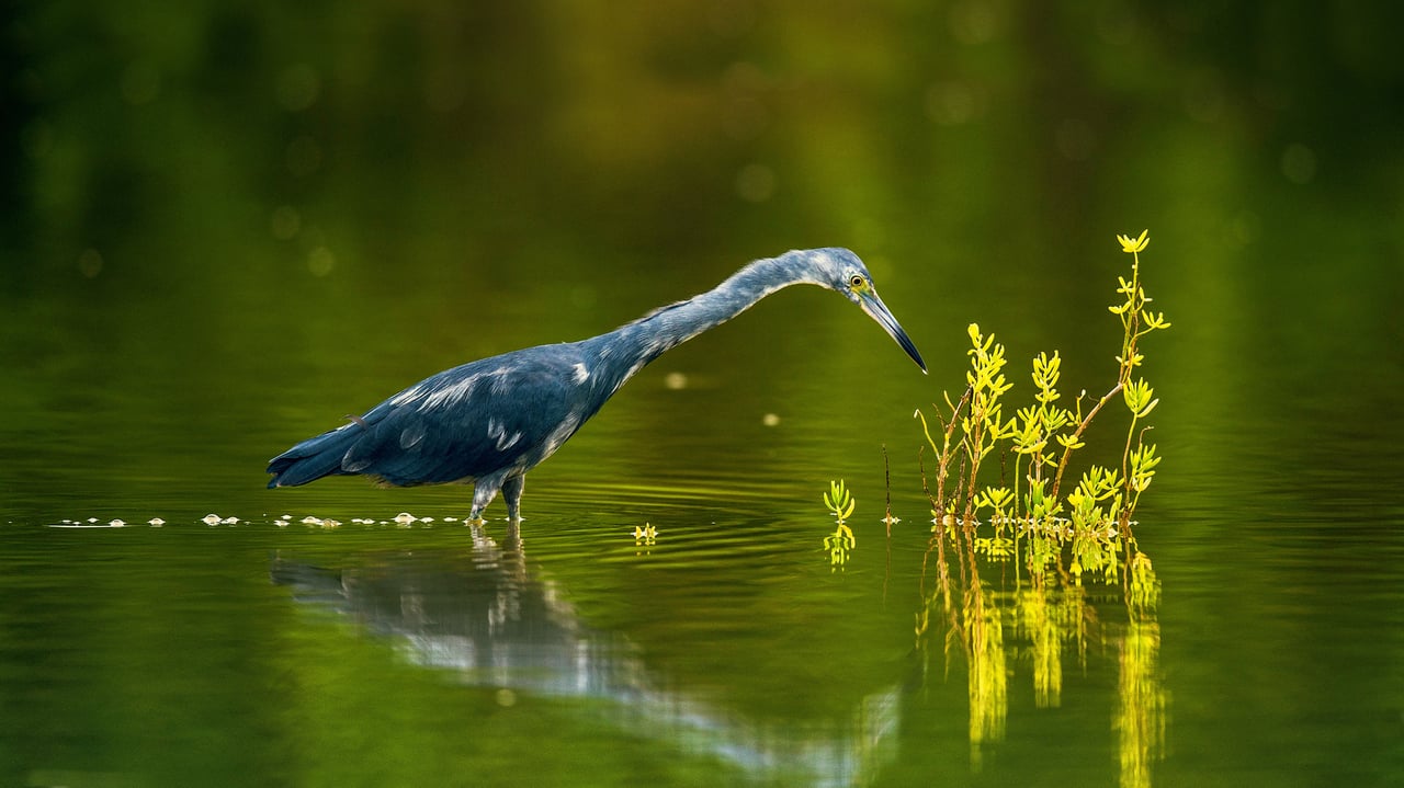 Little blue heron in Cuba (© Sergey Uryadnikov/Alamy)