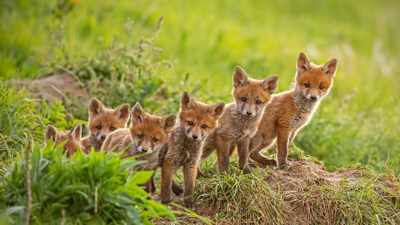 Red fox cubs near their den (© WildMedia/Shutterstock)