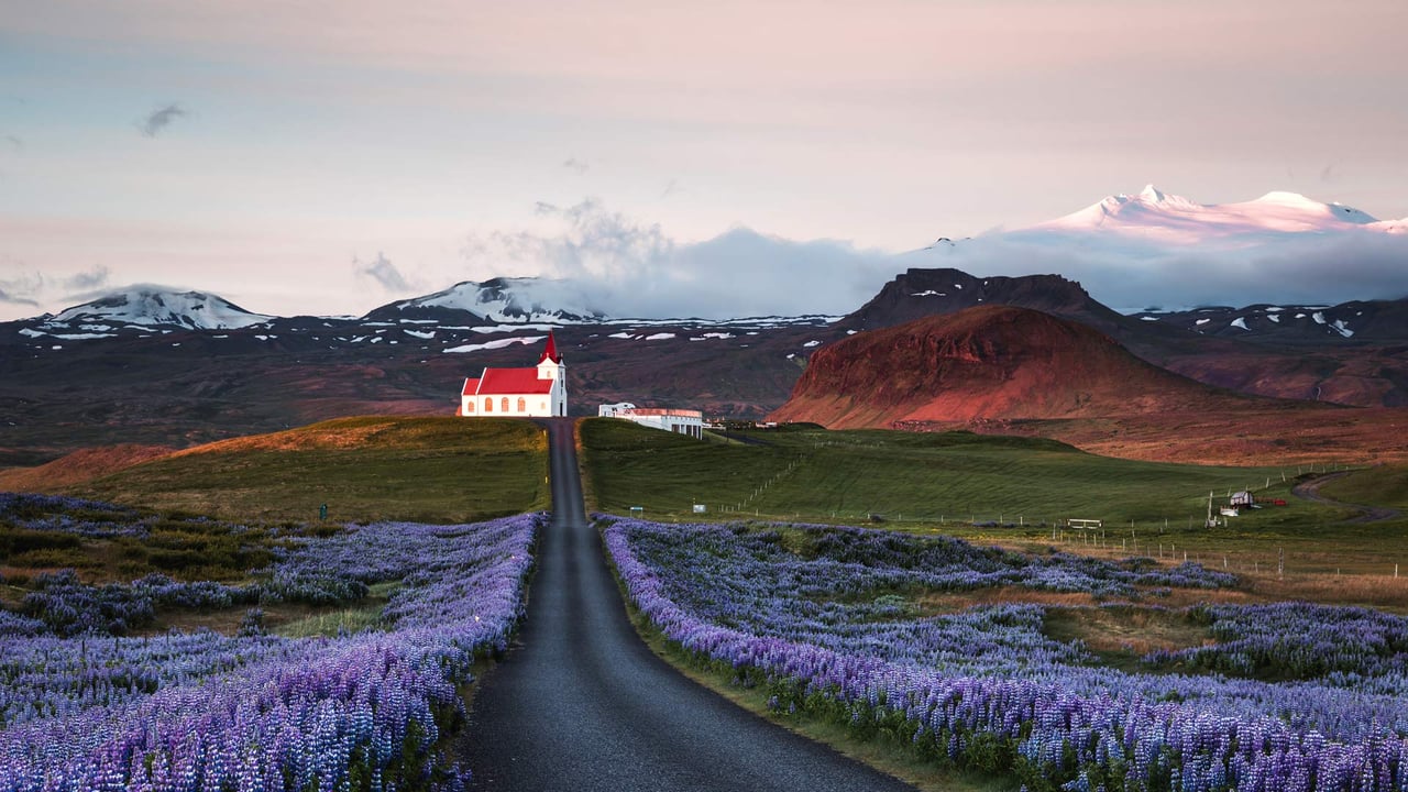 Lupine fields and church at sunrise, Snæfellsnes Peninsula, Iceland (© Matteo Colombo/Getty Images)