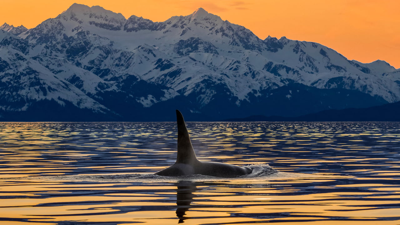 An orca surfaces in Lynn Canal near the Chilkat Mountains, Alaska (© John Hyde/Alamy)