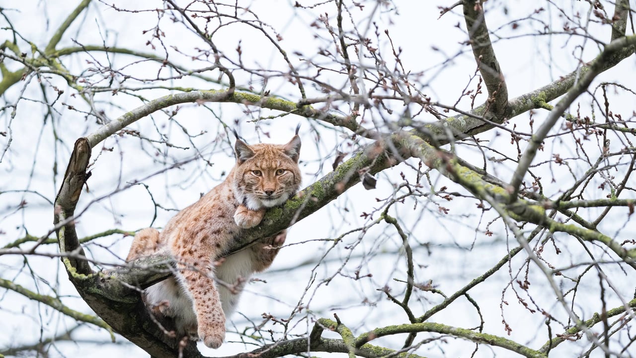 Lynx de Boréal perché dans un arbre, France (© Marc Chesneau/Getty Images)
