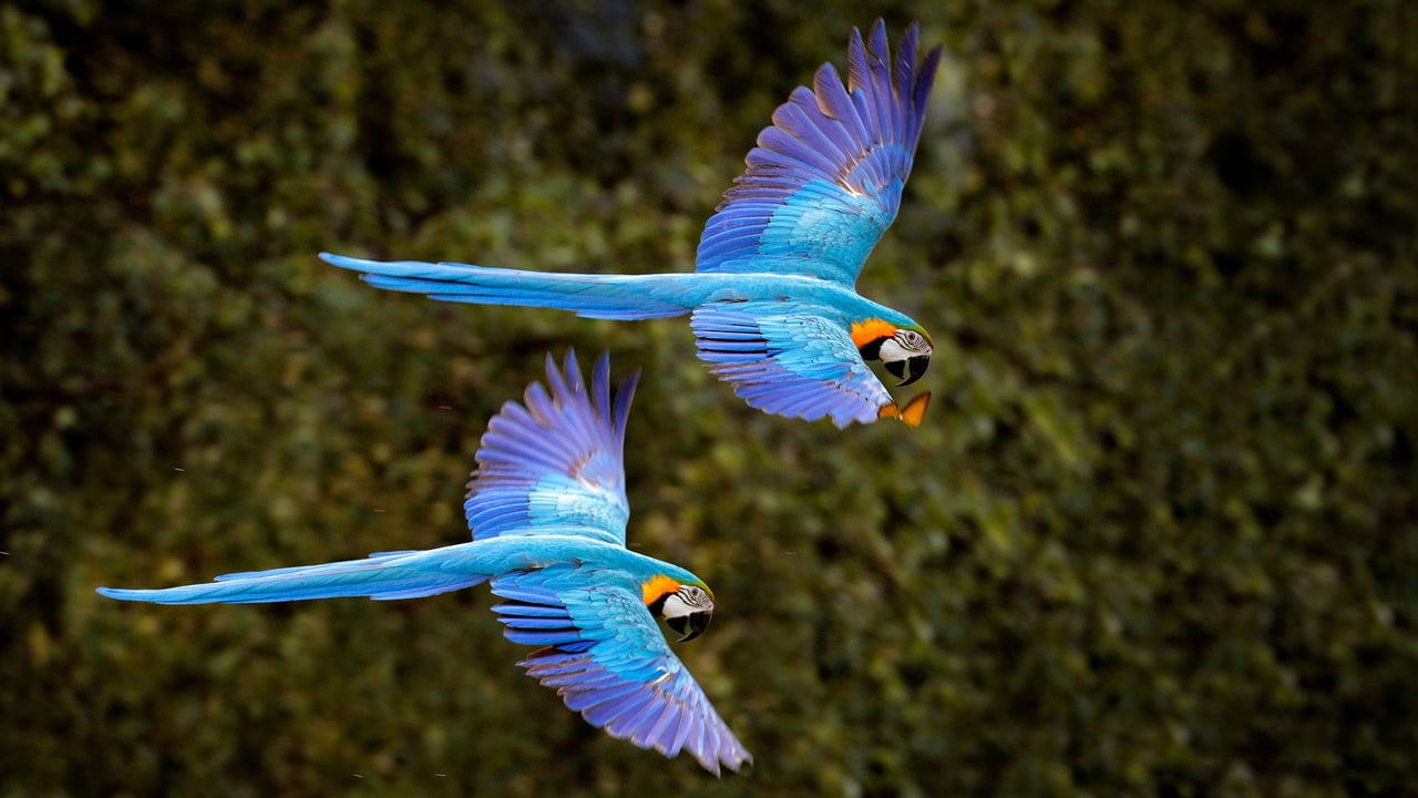 Arara-canindé voando na floresta do Pantanal, Brasil (© Ondrej Prosicky/Shutterstock)