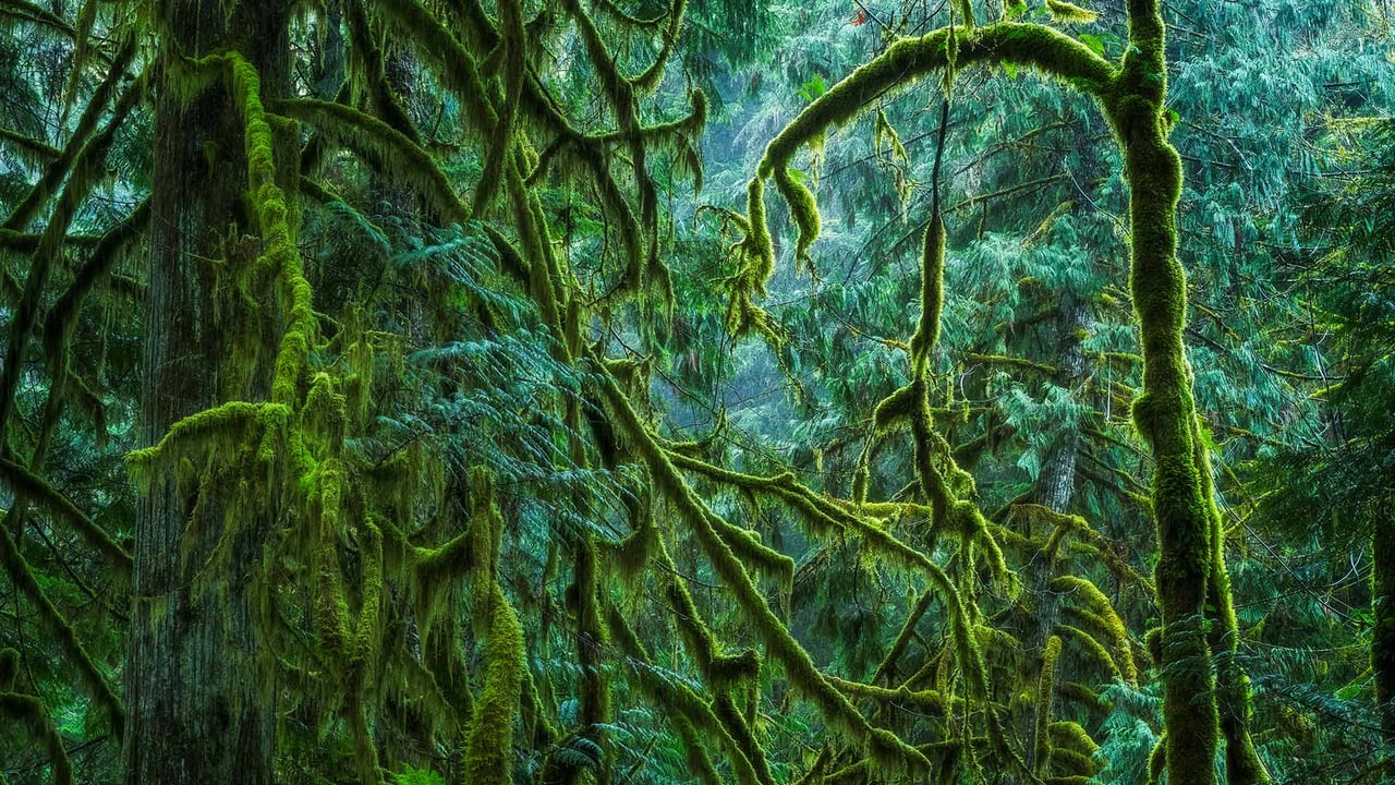 Cathedral Grove in MacMillan Provincial Park, B.C., Canada (© Robert Postma/Shutterstock)