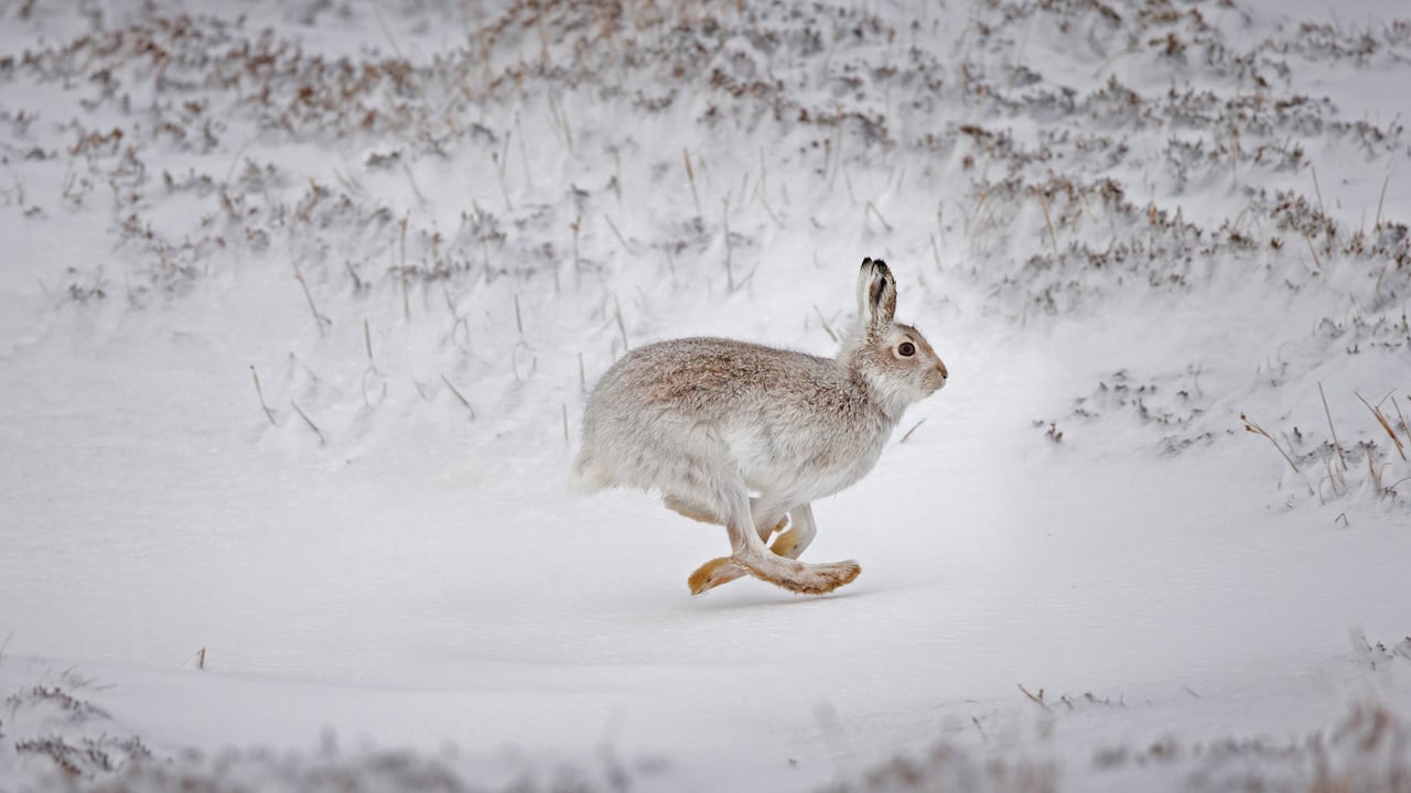Mountain hare running across snow-covered upland, Scotland (© SCOTLAND: The Big Picture/Minden Pictures)