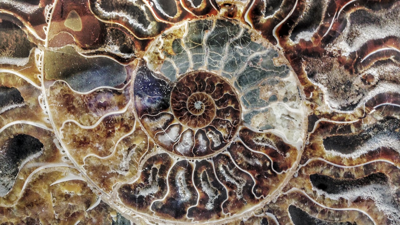 Fossile d’ammonite de Madagascar (© ThomasLENNE/Shutterstock)