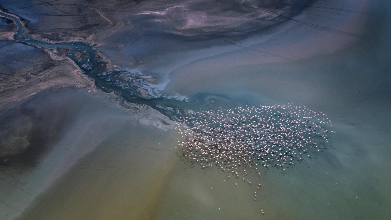 Lesser flamingos flying over Lake Magadi, Kenya (© Vicki Jauron, Babylon and Beyond Photography/Getty Images)