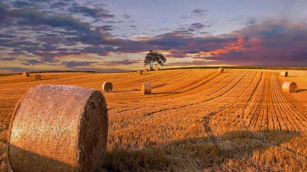 Hay bales in a field in Jutland, Denmark (© Nick Brundle Photography/Getty Images)