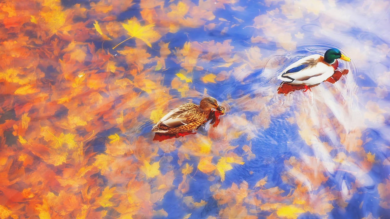 Two mallard ducks on a pond in autumn (© sun ok/Shutterstock)