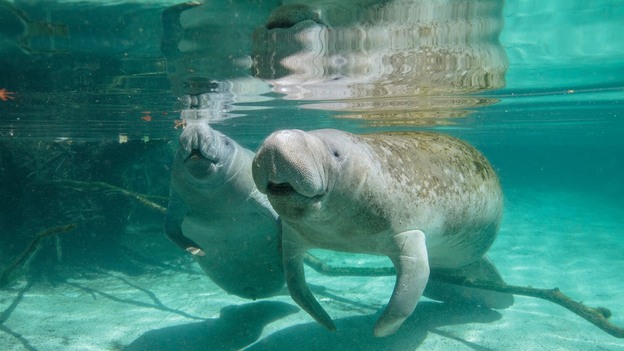 Lamantin femelle et son petit, Crystal River, Floride, États-Unis (© Gregory Sweeney/Getty Images)