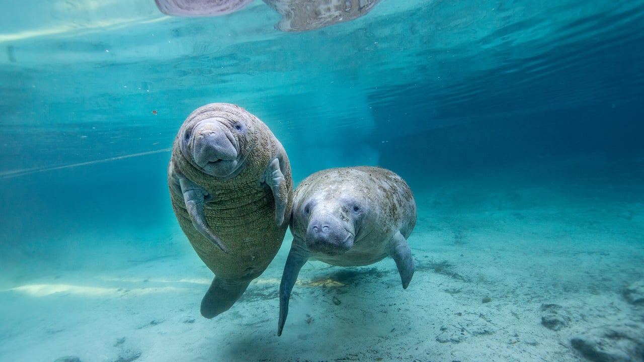 Jeunes lamantins dans une source d’eau douce, Crystal River, Floride, États-Unis (© Gregory Sweeney/Getty Images)