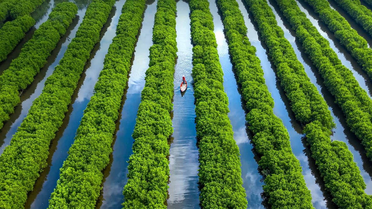 Bàu Cá Cái mangrove forest in Quảng Ngãi province, Vietnam (© Robert Harding World Imagery/Offset)