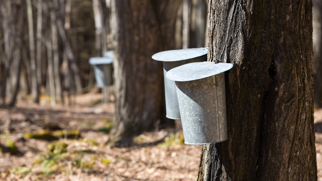 Buckets on maple trees collecting sap for maple syrup (© capecodphoto/Getty Images)