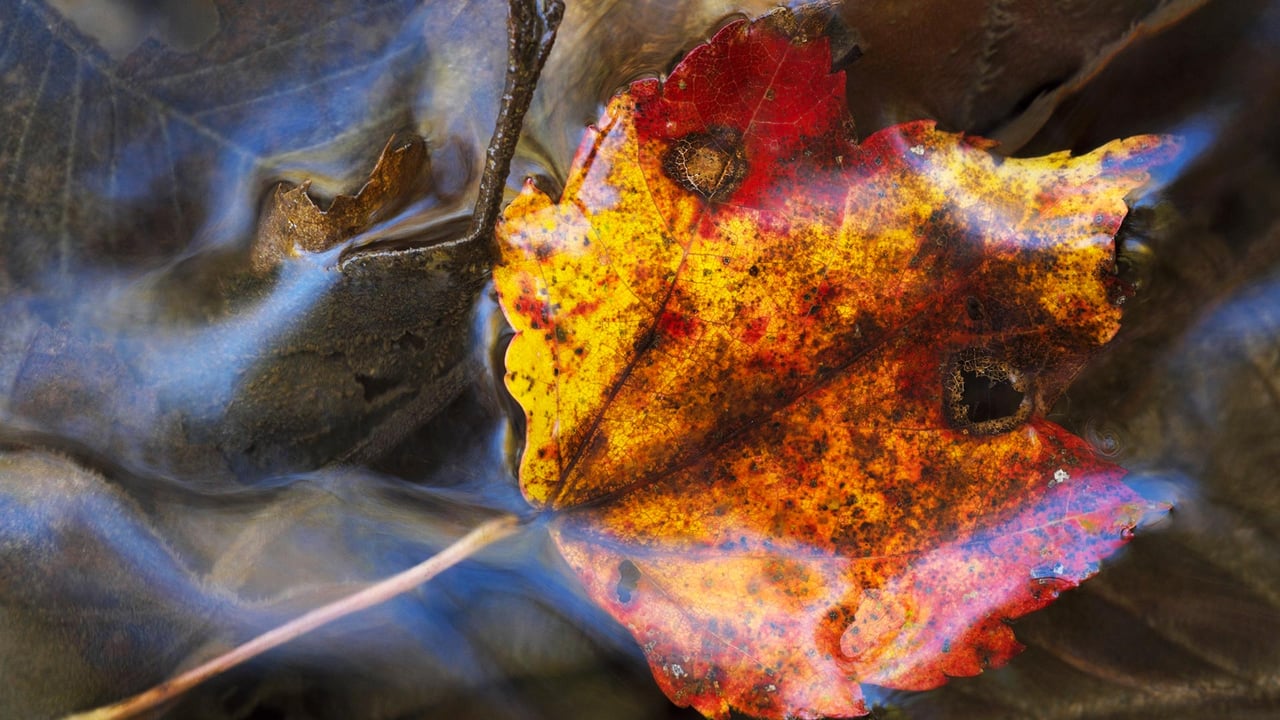 Maple leaf under water; Grenville-sur-la-Rouge, Quebec (© Steeve Marcoux/Plainpicture/Design Pics)