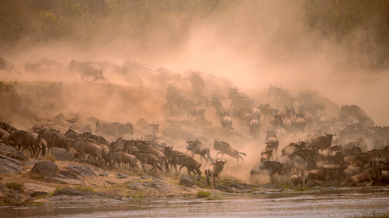 Gnous migrateurs traversant la rivière Mara dans la réserve de Masai Mara, au Kenya (© Manoj Shah/Getty Images)