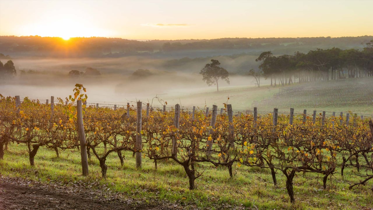 Dawn in the vineyards near Margaret River, Australia (© Nick Rains/Corbis NX/Getty Images)