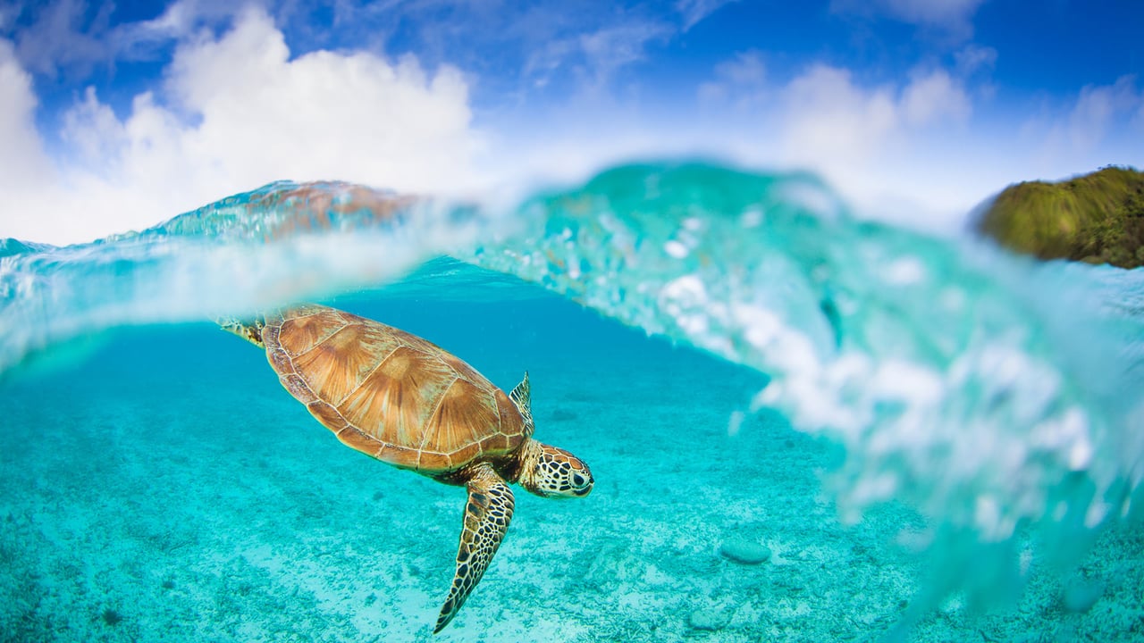 座間味島のウミガメ, 沖縄 (© petesphotography/iStock/Getty Images Plus)