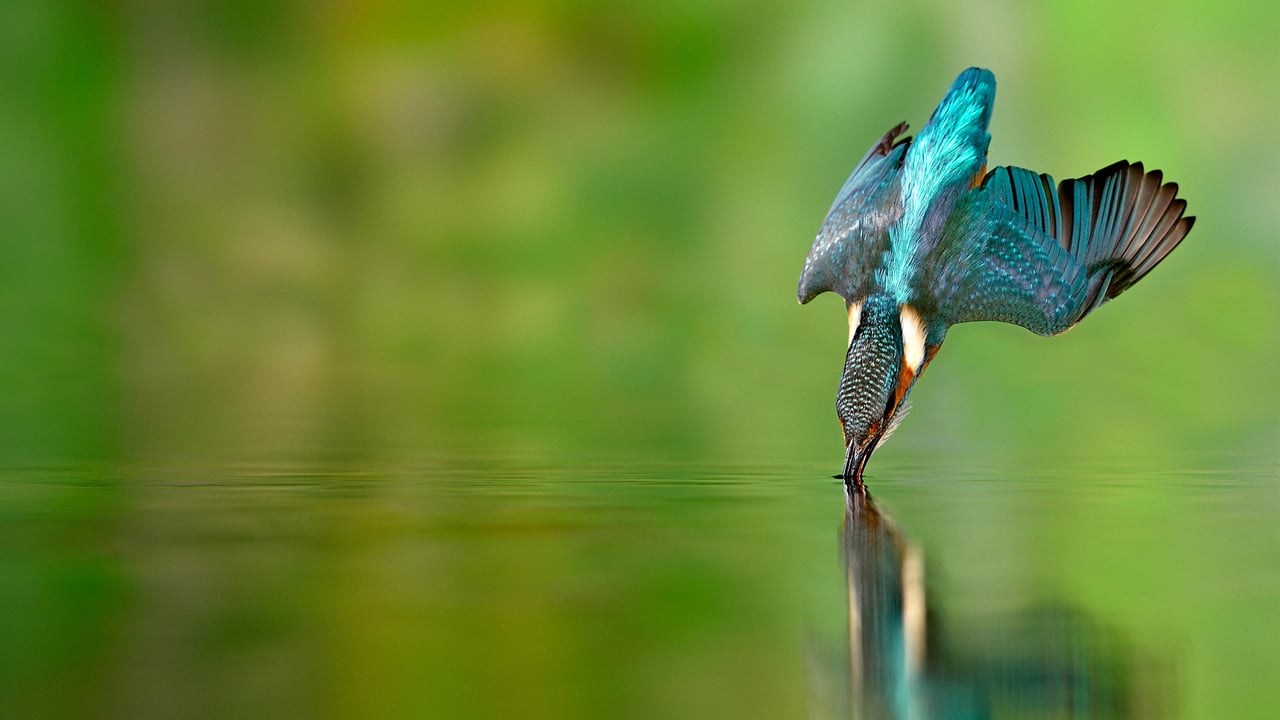 Martin-pêcheur en chasse dans une rivière de Lorraine (© Michel Poinsignon/Minden)