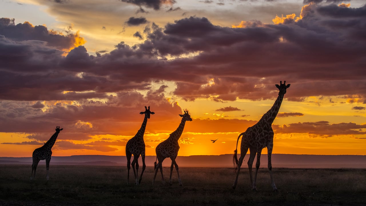 Giraffes at sunset in the Masai Mara National Reserve, Kenya (© danm/Getty Images)