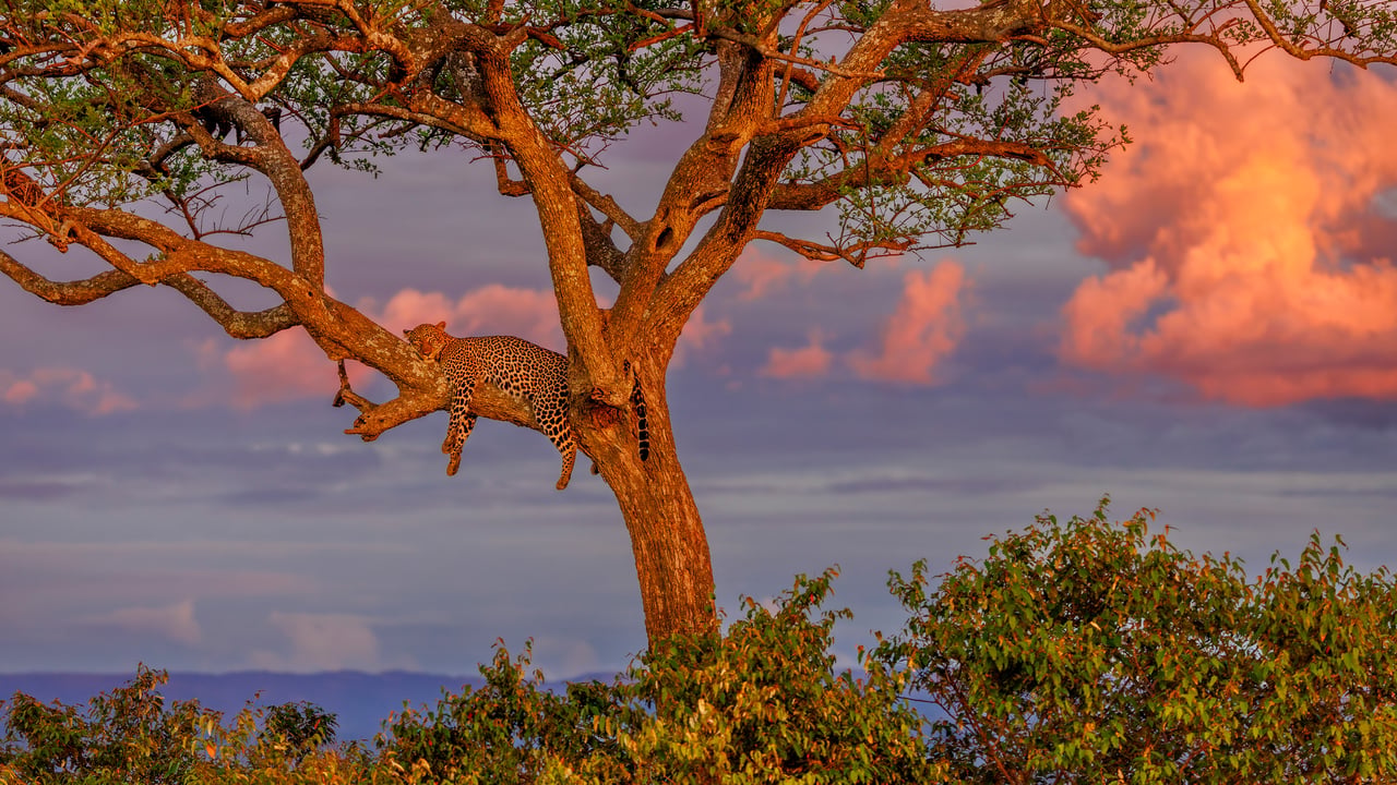 Un léopard endormi dans un arbre de la savane, Réserve nationale du Masai Mara, Kenya (© Klein & Hubert/Nature Picture Library)