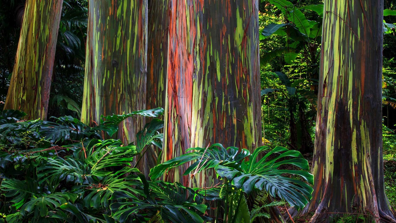 Rainbow eucalyptus trees along the Hana Highway, Maui (© GlowingEarth/Getty Images Plus)